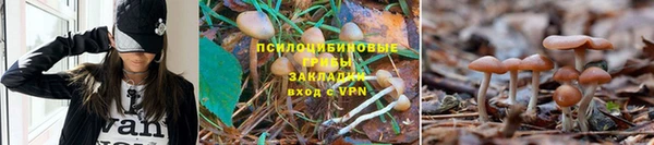 гидра Абаза